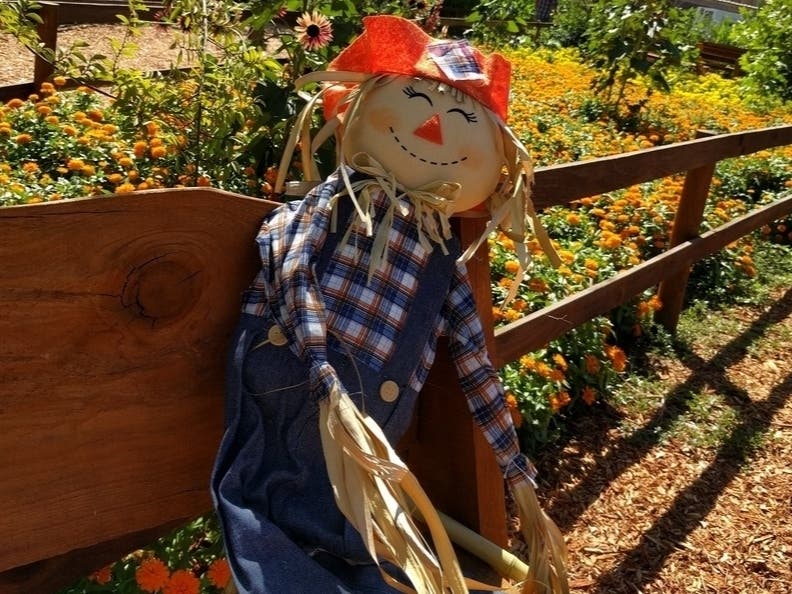 The scarecrows, all made by Wilton residents, businesses, and organizations, will be on display and ripe for tabulation from Oct. 15 through Oct. 30.