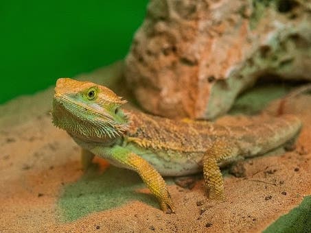 The Centers for Disease Control and Prevention is investigating an outbreak of salmonella in 25 states, including Connecticut, tied to bearded dragons, which carry the bacteria in their droppings.