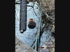 Crews from the Ridgefield Fire Department came to the rescue of a beaver last week.