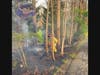 First responders from the Weston Volunteer Fire Department found a brush fire involving a wood fence​ in the area of 59 Lords Highwa​y. 