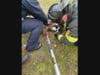 Firefighters extended the ladder from one of their trucks up to where a goose had become entangled in the netting.