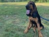 K9 Penelope, newest member of the Bethel Police Department