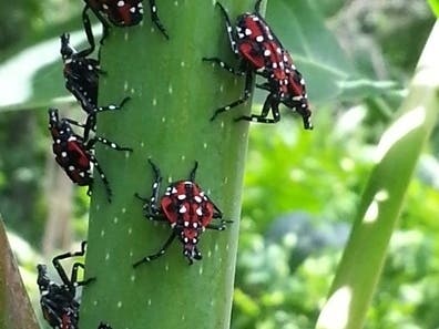 Although lanternflies usually do not kill plants, they suck out sugars that significantly weaken their hosts and leave behind massive amounts of excrement.