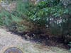 First responders found a brush fire in the woods off of the entrance to the Morehouse Fields.
