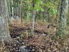 First responders found a brush fire in the woods off of the entrance to the Morehouse Fields.