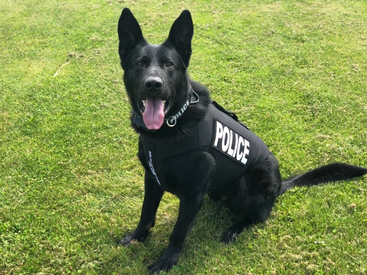 End Of Watch: Brookfield K-9 Major Dies After Cancer | Brookfield, CT Patch