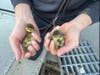 Danbury Fire Department members were called to Hospital Avenue where a brood of billed adventurers had taken the low road down a storm drain, and became trapped. 