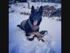 The Danbury Police Department is mourning the death of K-9 Officer Cael, at the age of 8.