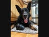 The Danbury Police Department is mourning the death of K-9 Officer Cael, at the age of 8.