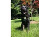 The Danbury Police Department is mourning the death of K-9 Officer Cael, at the age of 8.