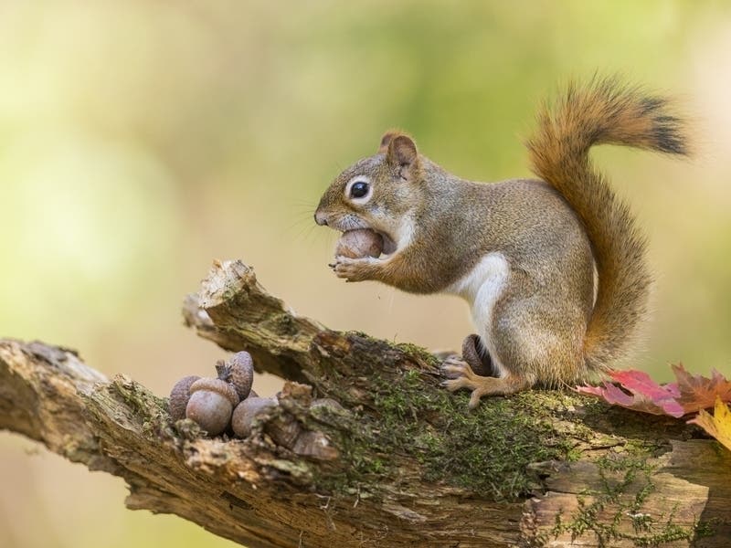 Last Public Guided Hike Of 2023 At Devil's Den In Weston | Weston, CT Patch