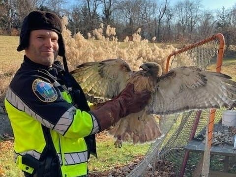 Newtown Police Officer Adam Greco rescued a distressed hawk, caught in a tree.