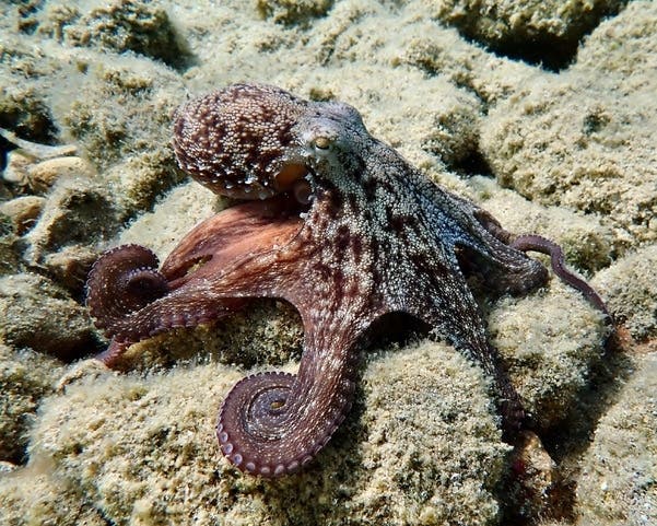 "I get a really strong feeling in my interactions with the octopus, that life is just important to them as life is to us." ~ Underwater photographer Jeff Eyrich, exhibiting at The Ridgefield Library in February.