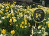 This daffodil beautification program, known as the Golden Miles Initiative, began in 2021 to celebrate Wilton Garden Club’s centennial, with a goal of planting 15,000 daffodils in Wilton over five years.