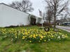 This daffodil beautification program, known as the Golden Miles Initiative, began in 2021 to celebrate Wilton Garden Club’s centennial, with a goal of planting 15,000 daffodils in Wilton over five years.