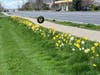 This daffodil beautification program, known as the Golden Miles Initiative, began in 2021 to celebrate Wilton Garden Club’s centennial, with a goal of planting 15,000 daffodils in Wilton over five years.