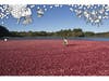 "Cranberry Bog" from the Water Walk Series, Archival pigment inkjet print by January
Yoon Cho