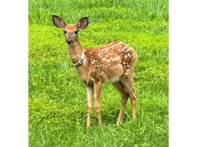 The fawn is wearing a white cat collar with an Apple tag on it,​ and was last seen on South Britain Road. 