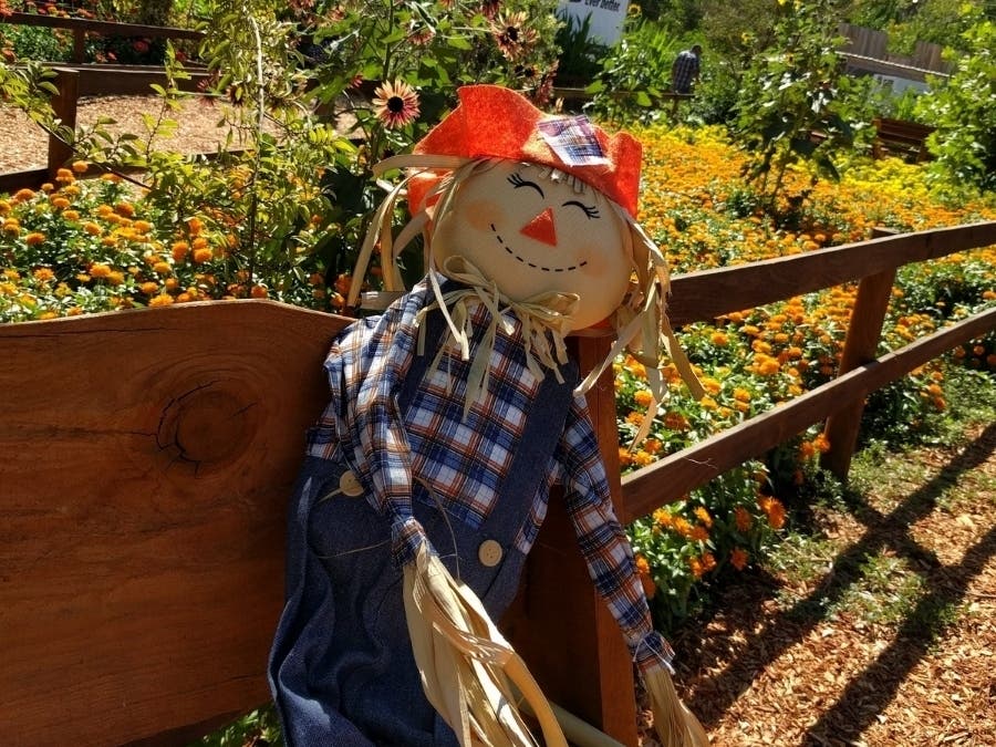 Residents will vote online for their favorite scarecrow from Oct. 26-30, with the winner announced on Oct. 31.