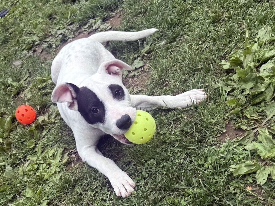Index, who is four months old, was rescued from the South by ROAR. She has inspected the pickleball equipment and officially approved it for use at the ROAR Rally for the Animals fundraising event on June 6.