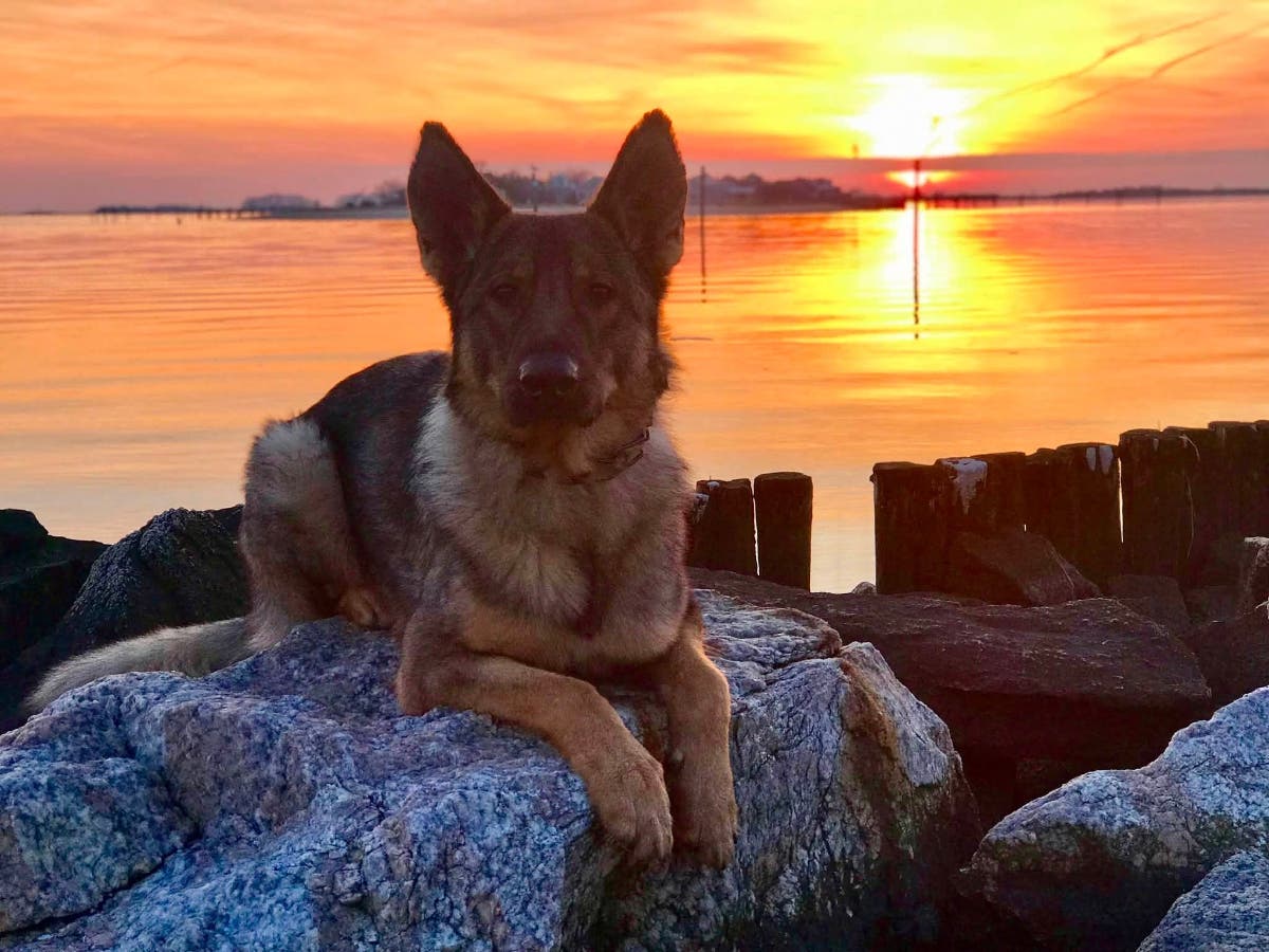 The Clinton Police Department is mourning retired K-9 Sonny, whose service and worldwide following touched countless lives.