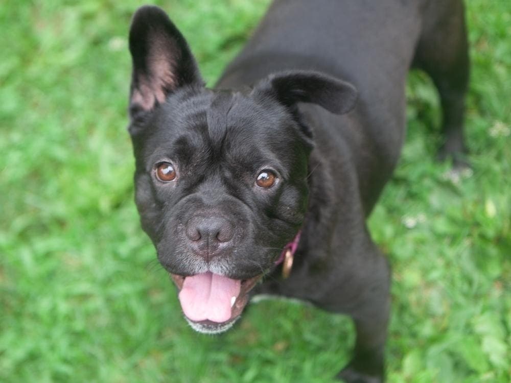 ROAR is participating in NBCUniversal Local’s Clear The Shelters 2026 campaign, running
from Aug. 1 to 31. Peppa, a two-year-old dog rescued from Puerto Rico, weighs 37 pounds and is searching for a family to call her own.