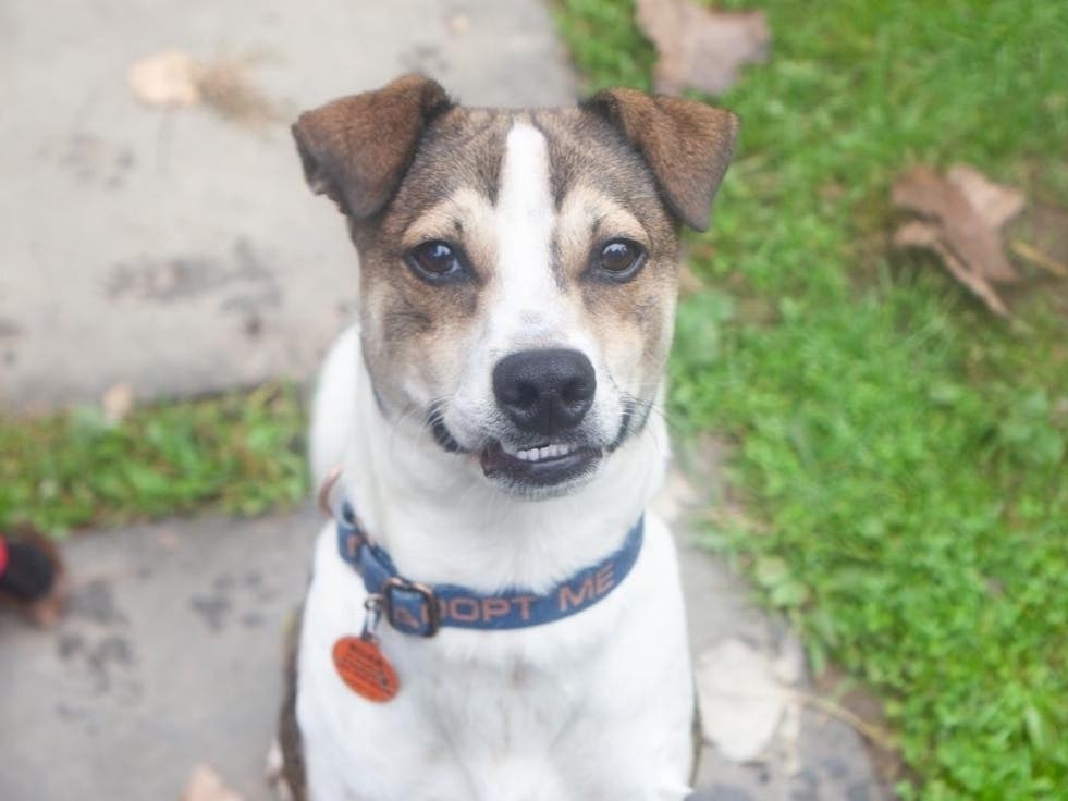 Smiley, an eight-month-old mixed-breed puppy originally from Puerto Rico, is joyful, wiggly and ready for a forever home.