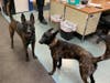 Warrington Township Police K9s Murphy and Jolie enjoy some sibling togetherness on the job.