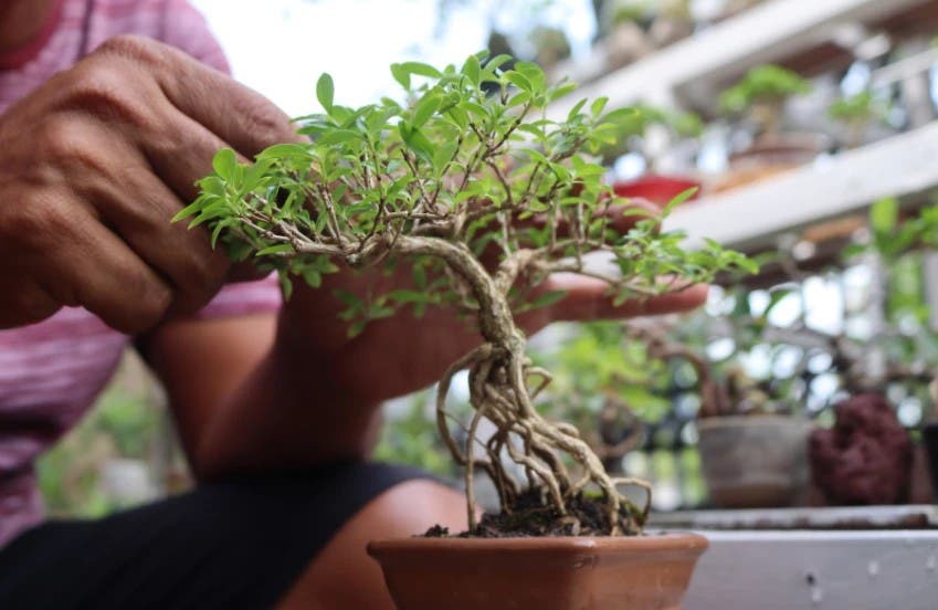 Beginners Bonsai Class at Brightwater Lagoon