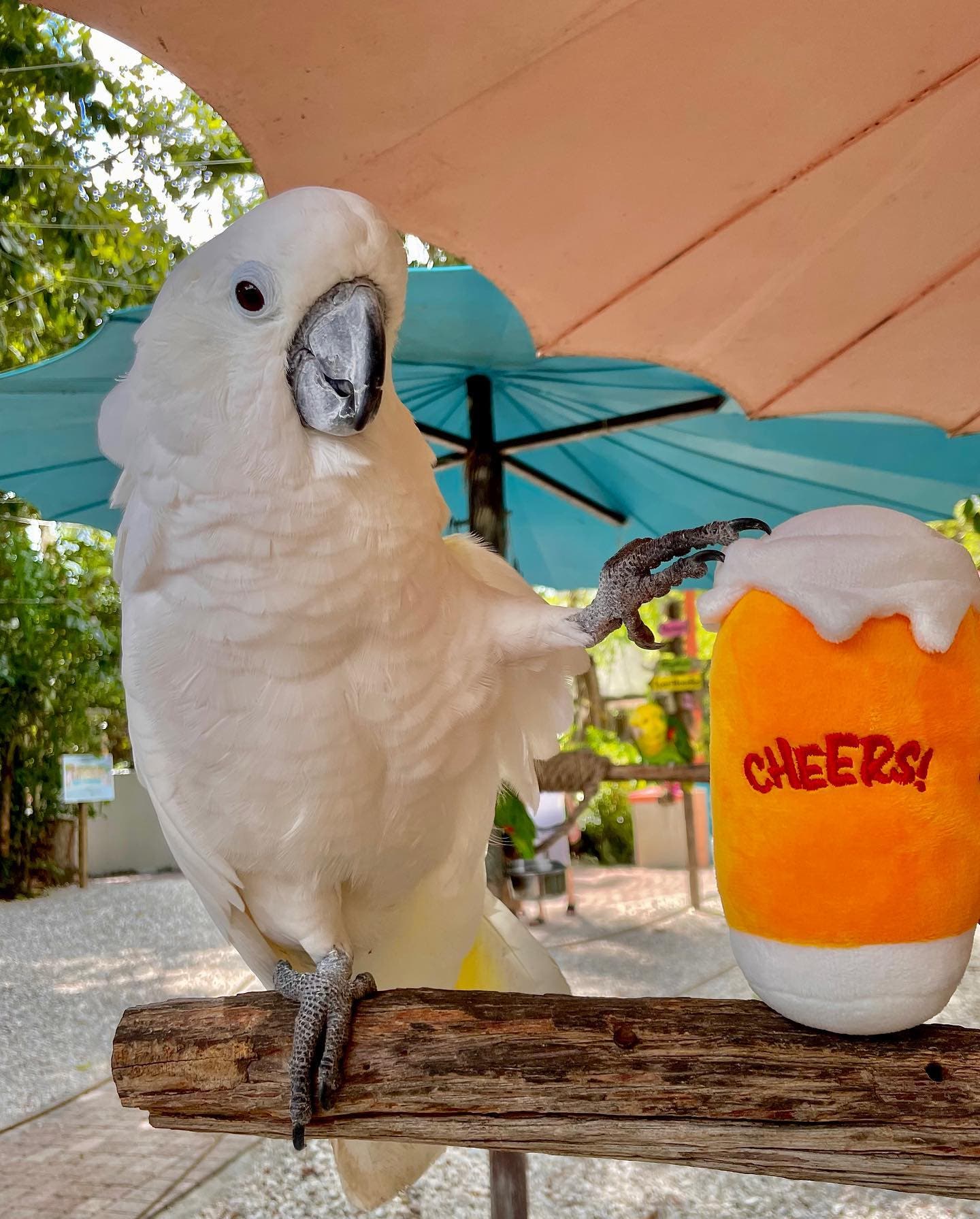 Wonder on Tap at Chubby Mermaid Brewing Co.