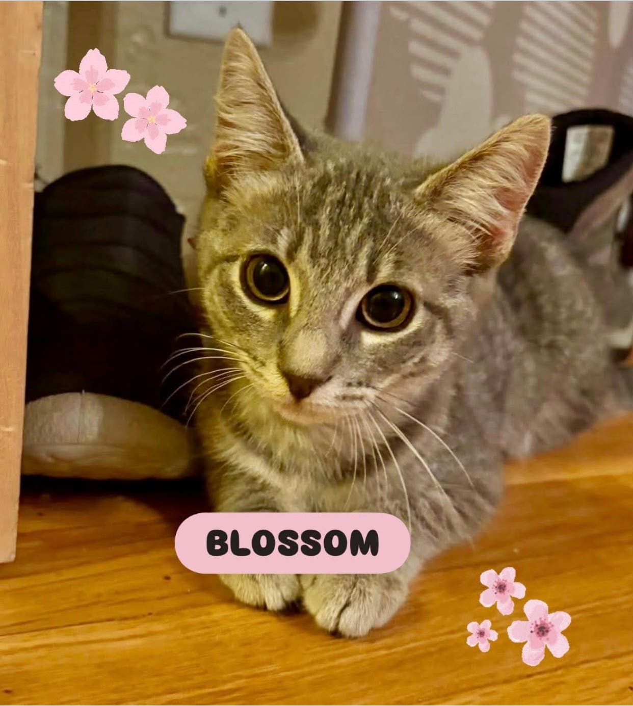 Aug 9 | Adoption Fair This Weekend! | Novato, CA Patch