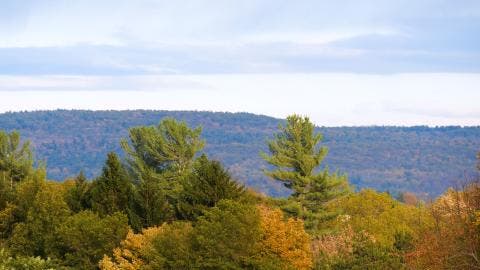 Simsbury Land Trust: Eastern White Pine Film