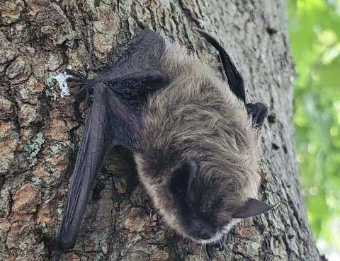 Bats: Winged Wonders!