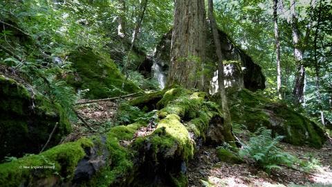 America 250 Forest Series: The Return of Old Growth Forests