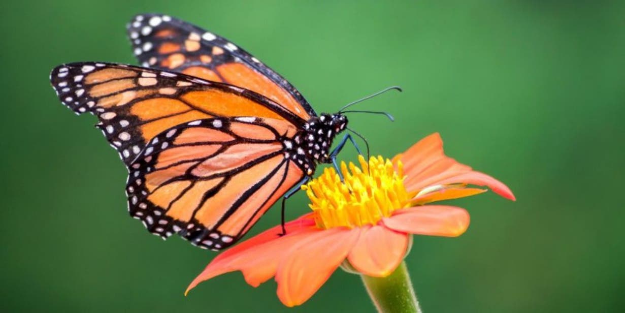 Monarchs: An Icon on the Edge