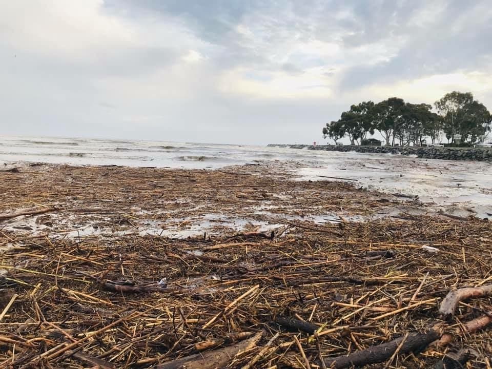 Driftwood at Doheny after Thursday’s storm. 
