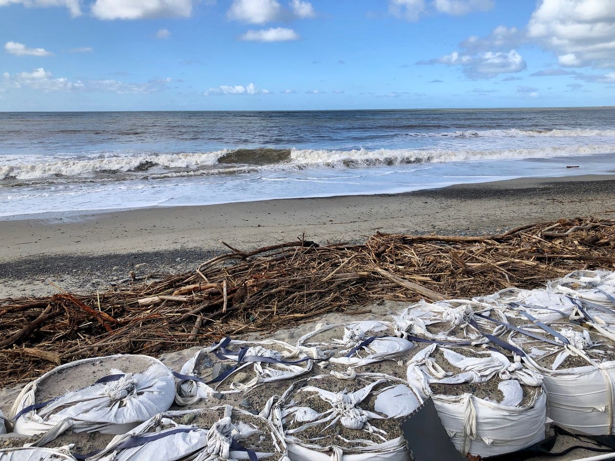 driftwood along shore