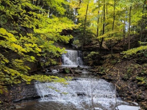 Rooted & Resilient: A Forest Therapy & Havening Experience