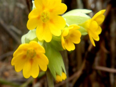 Adult Grief Support Group