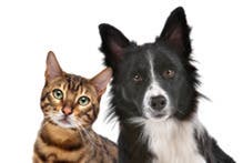 Annual Pet Blessing at Centering Space