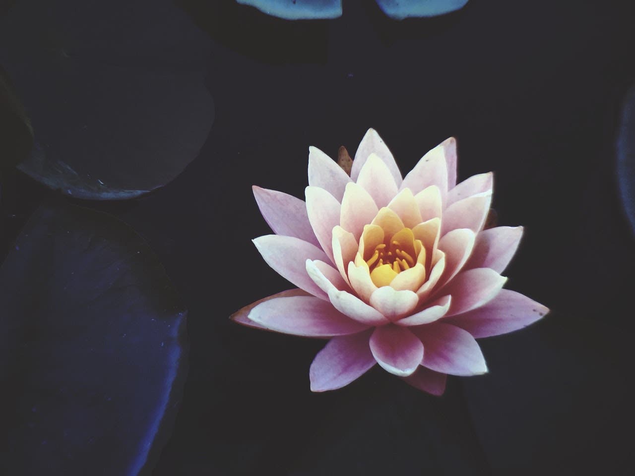 Buddhist Perspectives on Life