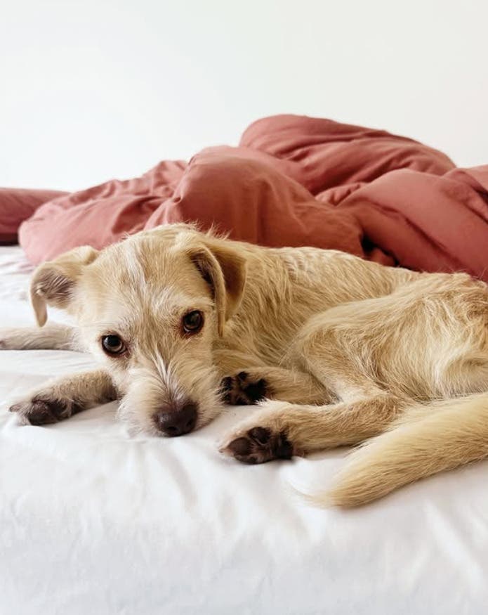 Wags & Walks Adoption Event at The Shops at Sportsmen’s Lodge