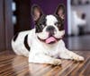 Pet-friendly floors are popular.