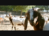 Curious goats near San Domenico School.