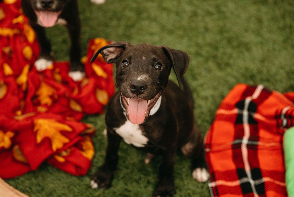 Yappy Hour