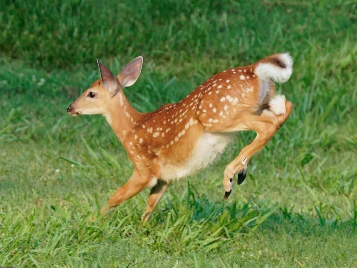 STOP the 2027 Arlington Deer Kill Program NOW!