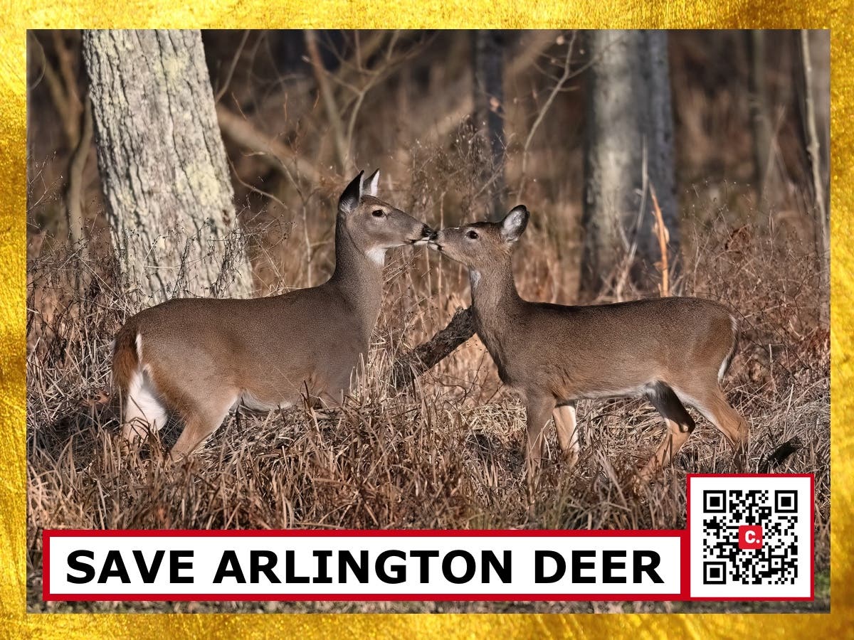 Sign the Petition to Save Arlington Deer