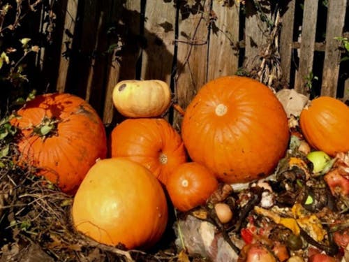 Pumpkins and gourds make great compost!