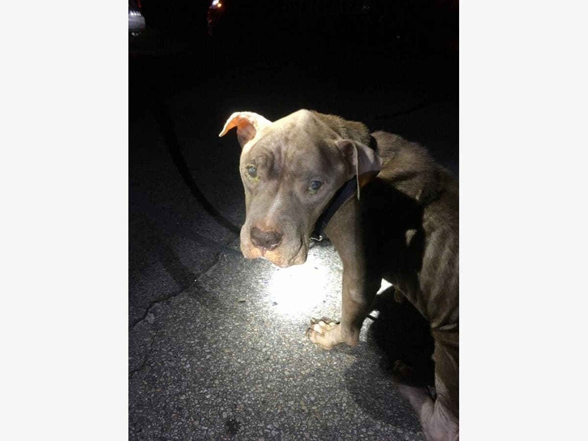 https://patch.com/img/cdn20/users/23017426/20181008/095621/styles/raw/public/processed_images/mal_dog-1539006195-9858.jpg