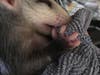 "Stone Cold Steve Opossum" is chewing on a blanket in Quincy Officer Tim Kaes's home.